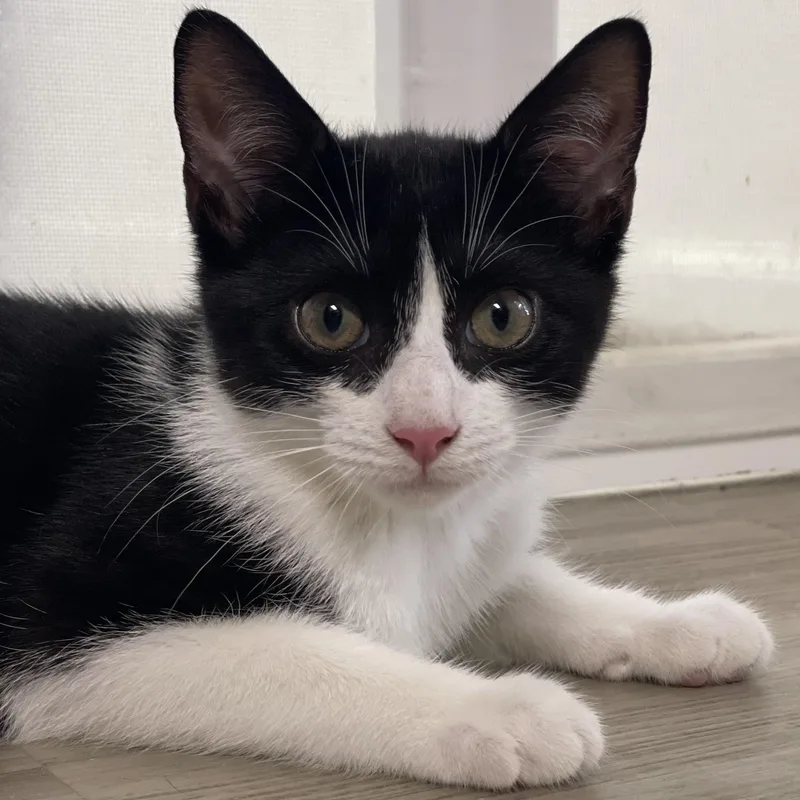 A young medium-sized female Black & White / Tuxedo Domestic Short Hair cat named Signet for adoption in Colonia, NJ