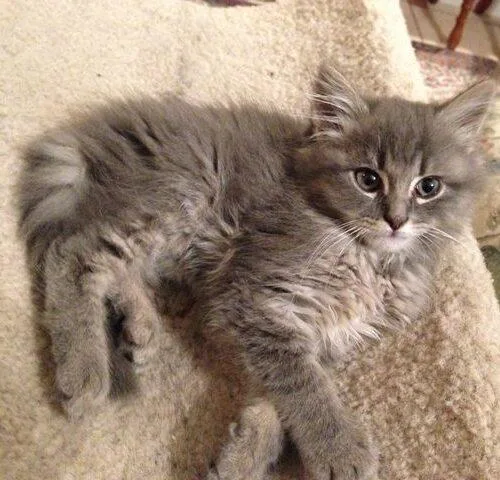 A senior small-sized male Domestic Long Hair cat named Dexter for adoption in Tampa, FL