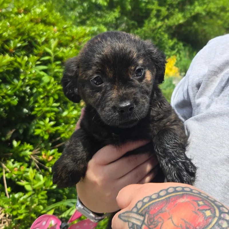 A baby medium-sized female Brindle Shepherd dog named Ct Taylor Avail Jun for adoption in Stormville, NY