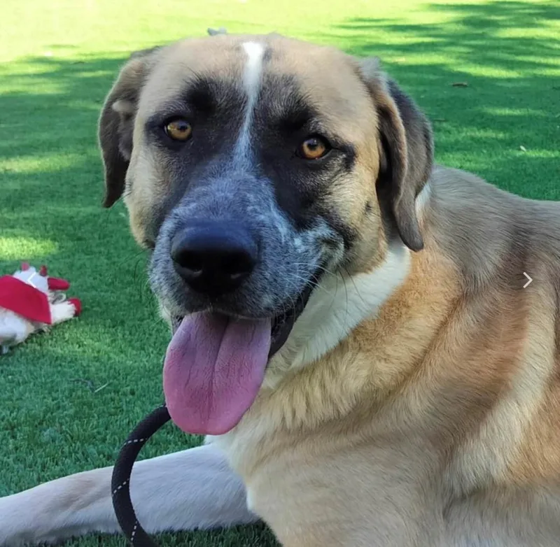 A young large-sized male Mastiff dog named Yago for adoption in Tehachapi, CA