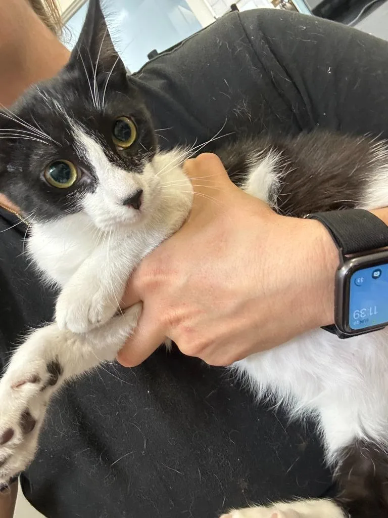 A baby small-sized male Domestic Short Hair cat named Suzie for adoption in Thousand Oaks, CA
