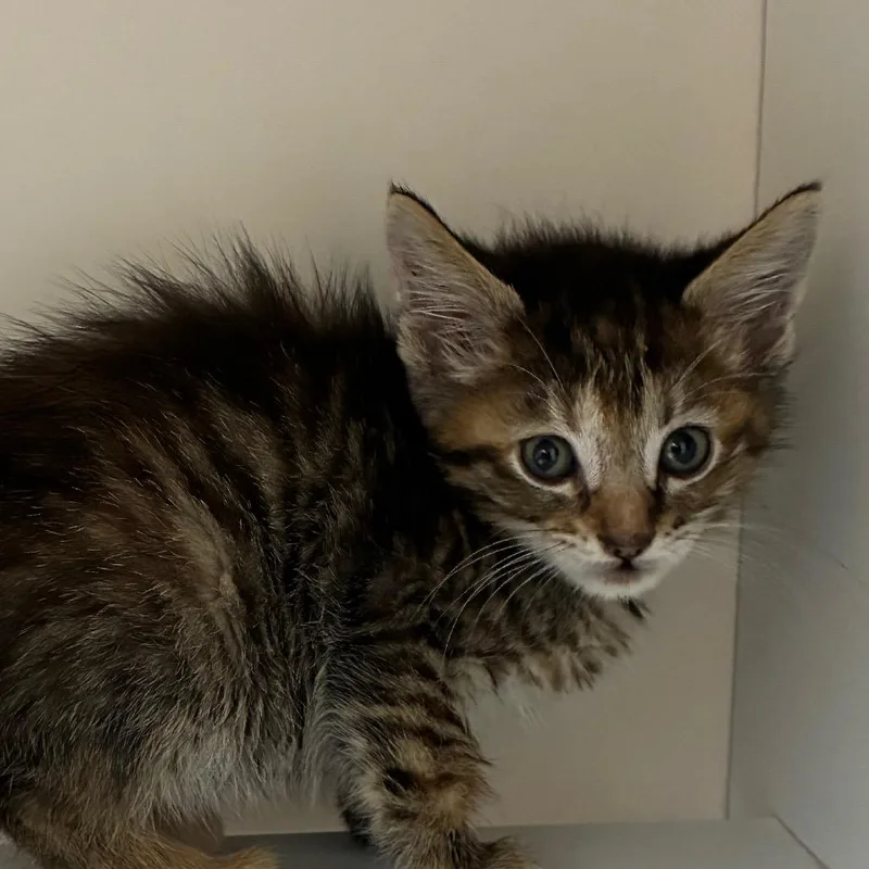 A baby small-sized female Brown / Chocolate Domestic Short Hair cat named Jazzie for adoption in Uniontown, PA