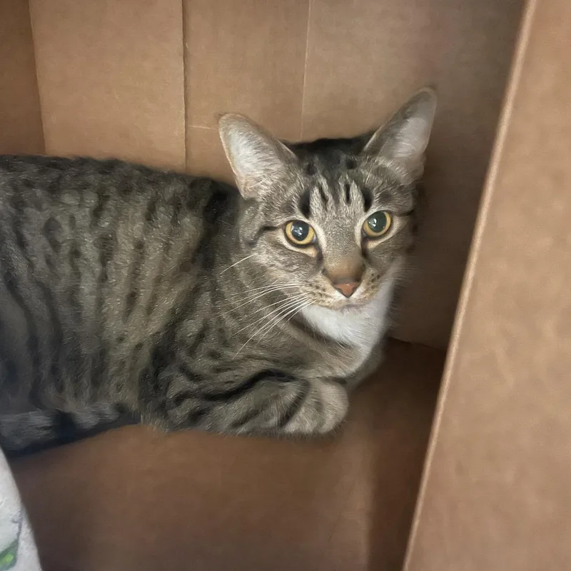 A senior large-sized male Brown / Chocolate Domestic Short Hair cat named Waylon for adoption in Roanoke, VA