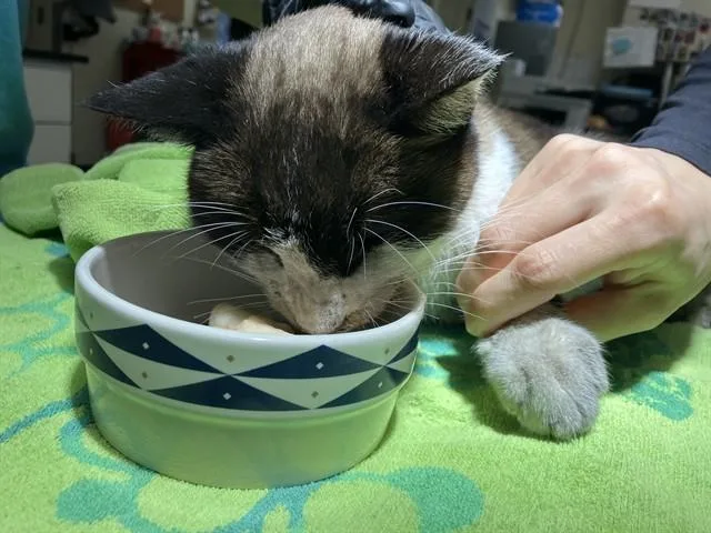 An adult small-sized male Snowshoe cat named Mini Me for adoption in Camarillo, CA