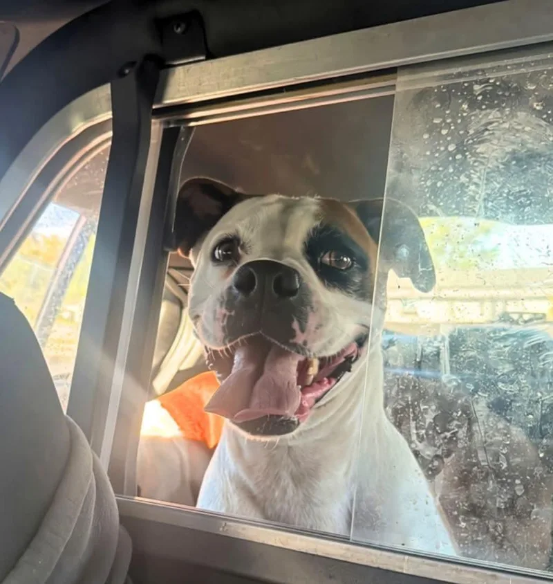 A young medium-sized female Boxer dog named Sally for adoption in Woodbury, MN