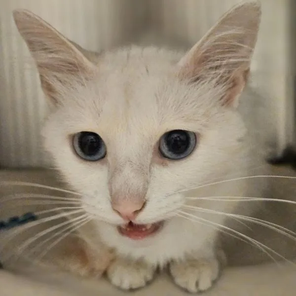 An adult small-sized female Domestic Long Hair cat named Cherry Blossom for adoption in Oakland, CA