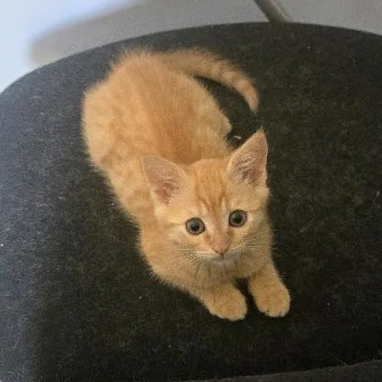 A baby small-sized male Orange / Red Domestic Medium Hair cat named Ravioli for adoption in Chapel Hill, NC