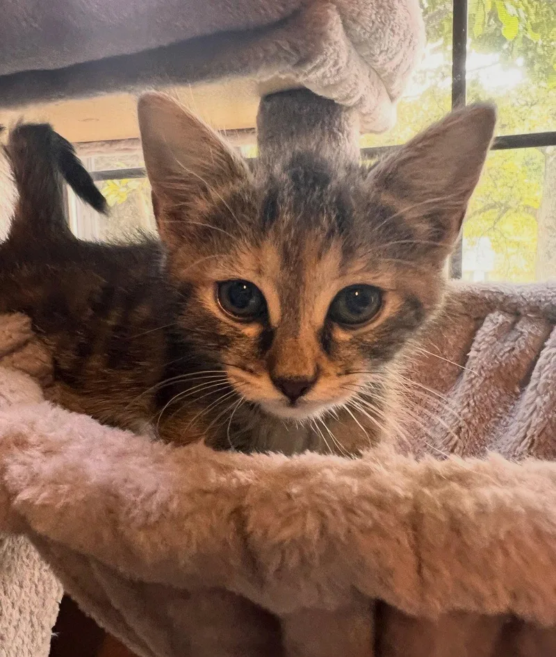 A baby medium-sized female Tabby cat named Reagan for adoption in Buford, GA