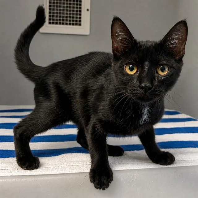 A baby medium-sized male Domestic Short Hair cat named Carl for adoption in Statesville, NC