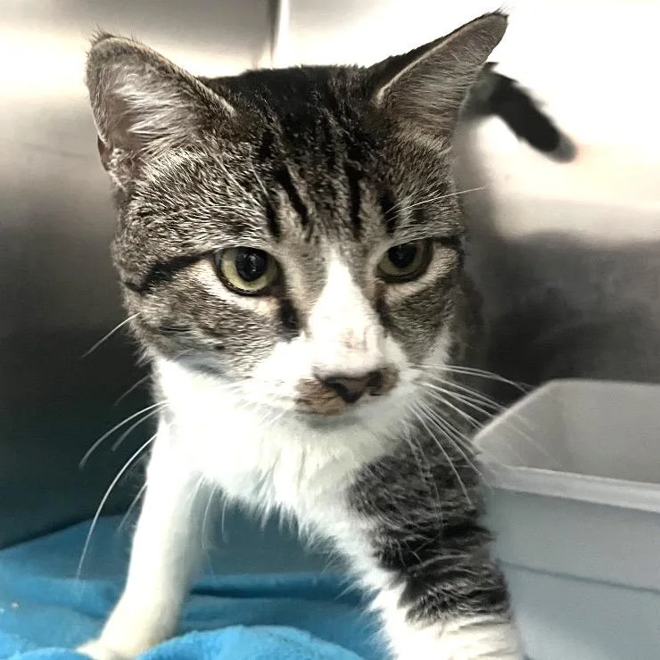 A young medium-sized male Brown / Chocolate Domestic Short Hair cat named Simon for adoption in Lakeland, FL
