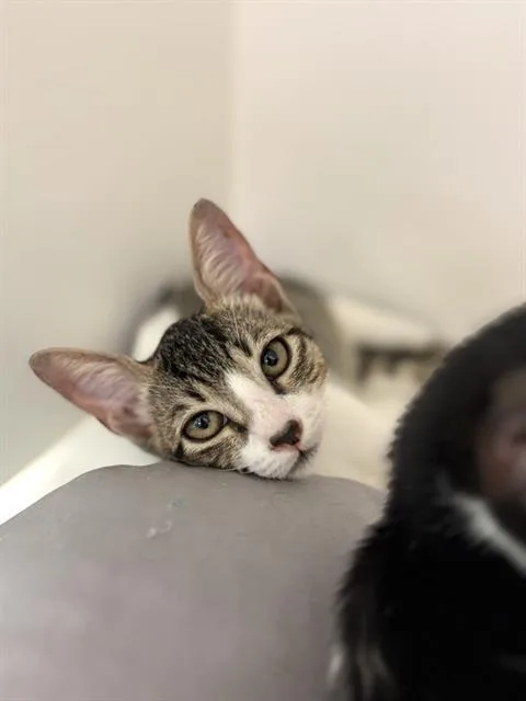 A baby small-sized male Domestic Short Hair cat named Pebble for adoption in Sugar Land, TX