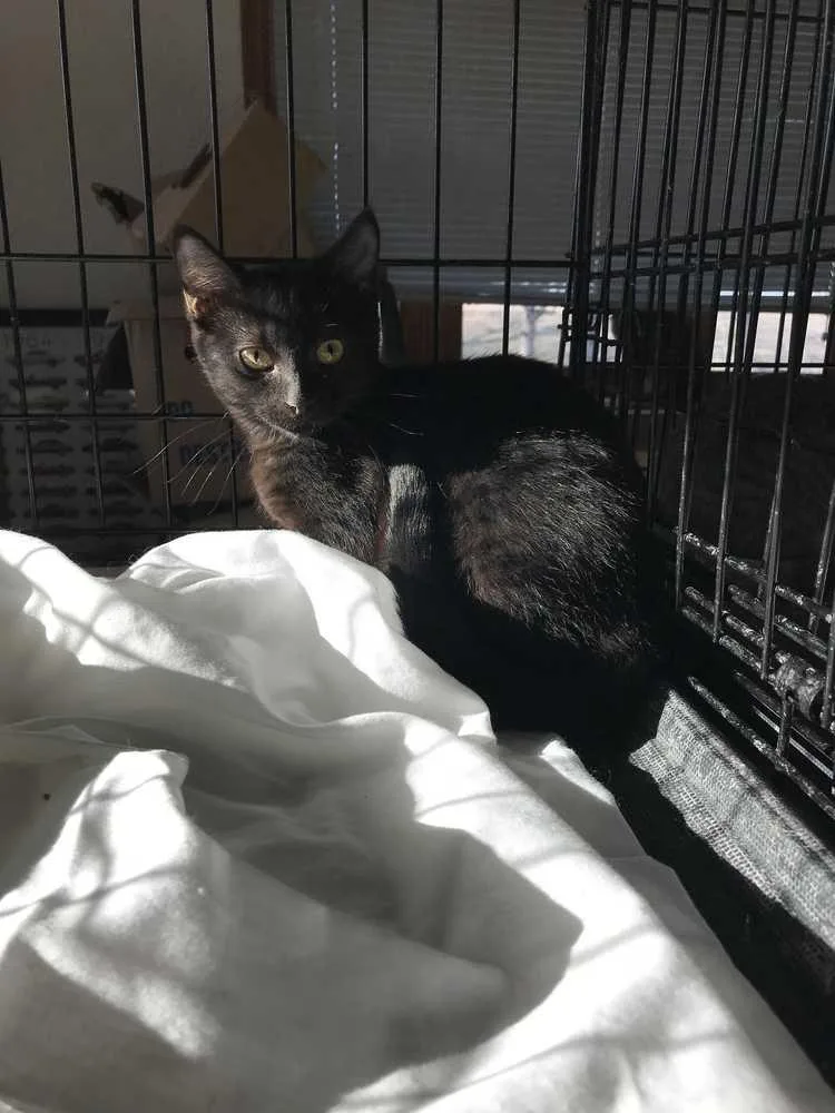 An adult large-sized female Black Domestic Short Hair cat named Daisy May for adoption in Peoria, IL