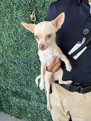 A baby small-sized female White / Cream Chihuahua dog named Mary for adoption in El Paso, TX
