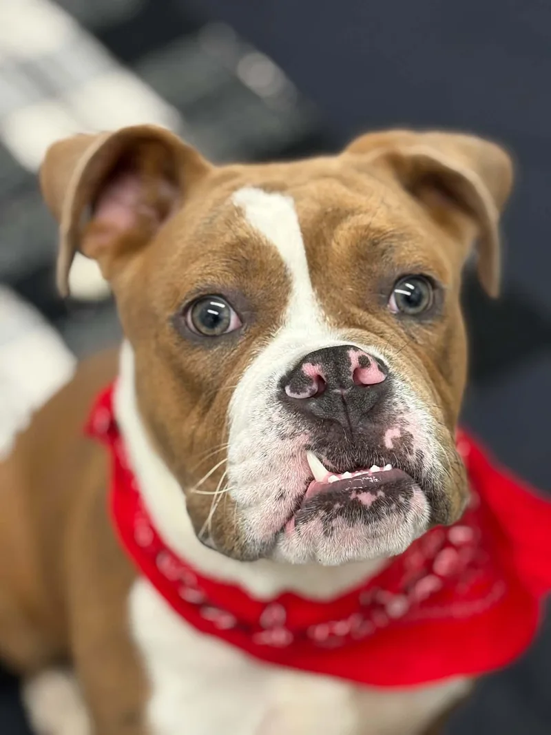 A baby large-sized male Boxer dog named Orwell for adoption in Oxford, MI