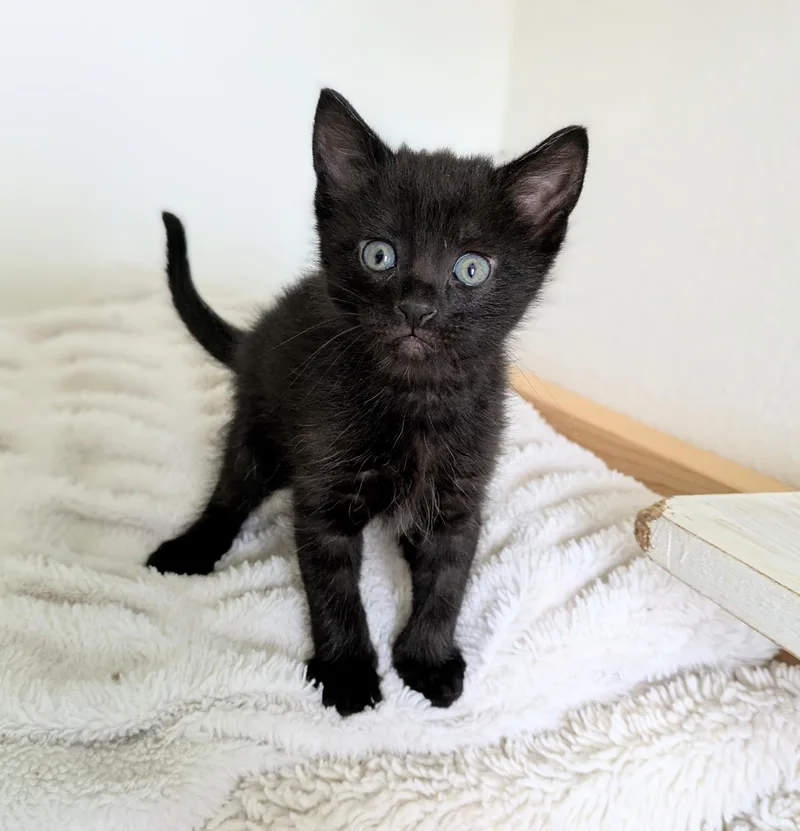 A baby medium-sized male Black Domestic Short Hair cat named Hush Puppy for adoption in Omaha, NE