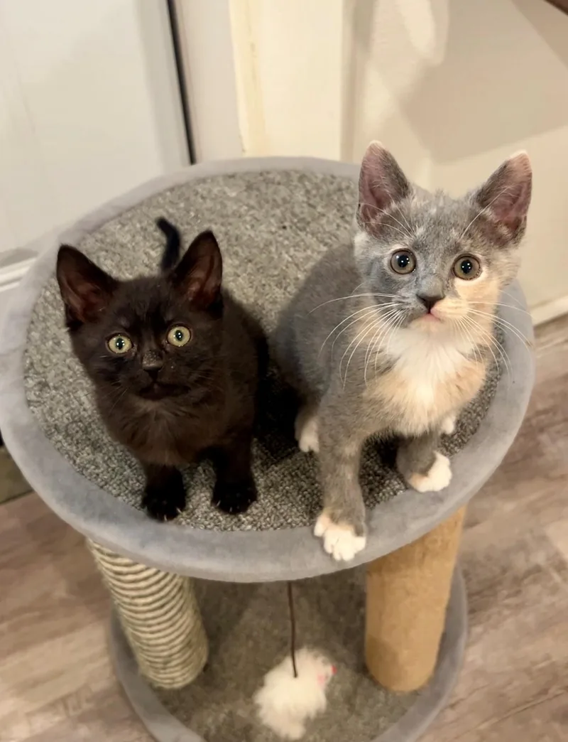A baby small-sized female Black Domestic Short Hair cat named Onyx for adoption in Nashville, TN