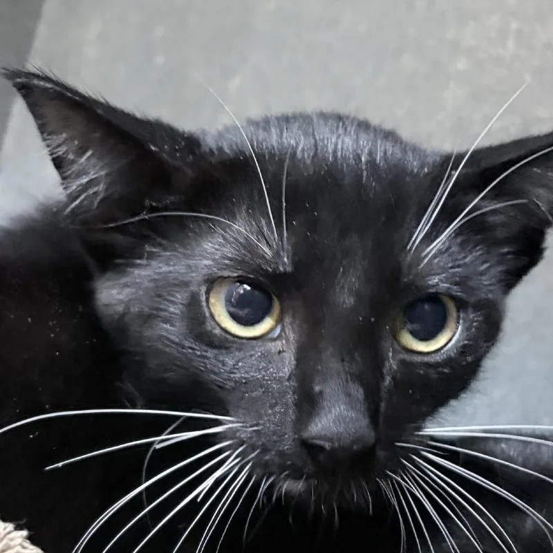 A baby small-sized female Black Domestic Short Hair cat named Meraxes for adoption in Tyler, TX