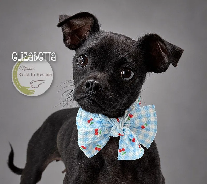 An adult small-sized female Pug dog named Elizabetta for adoption in Benton, LA