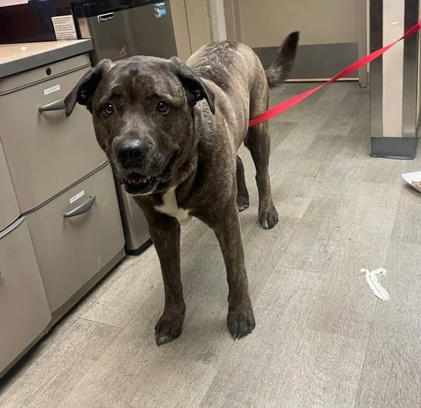 An adult extra large-sized female Mastiff dog named Marley for adoption in San Diego, CA