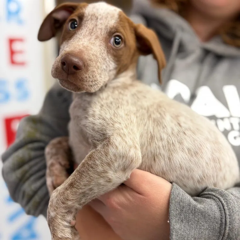 A baby small-sized female White / Cream Mixed Breed dog named Omelette for adoption in Morrisville, VT