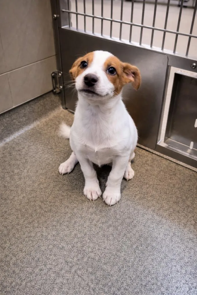 A young medium-sized male Mixed Breed dog named Spotty for adoption in Rome, GA