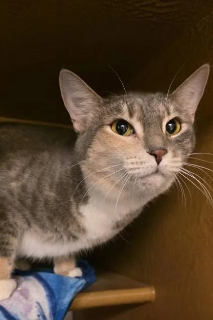 An adult small-sized female Domestic Short Hair cat named Ginger for adoption in Phoenix, AZ