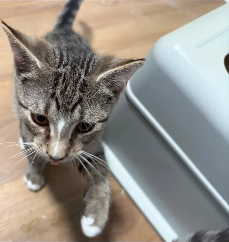 A baby medium-sized male Tabby (Gray / Blue / Silver) Domestic Short Hair cat named Parker for adoption in Bendersville, PA