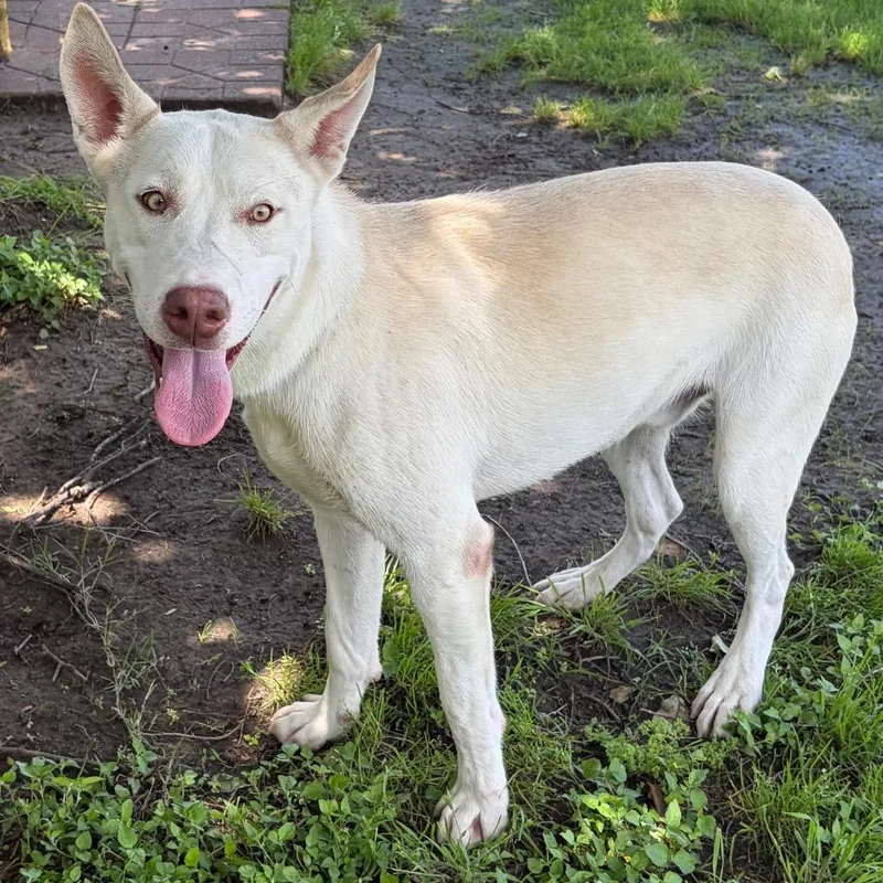 A young large-sized male White / Cream Husky dog named Dutch for adoption in Bastrop, TX