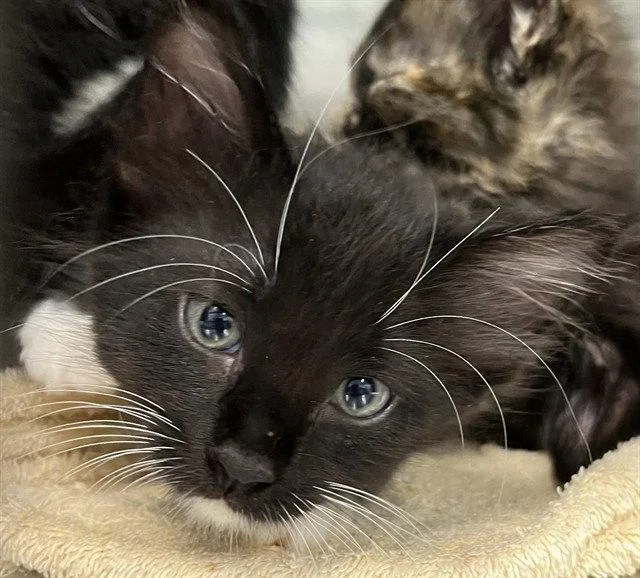 A baby small-sized male Black & White / Tuxedo Domestic Short Hair cat named Milo for adoption in Tavares, FL