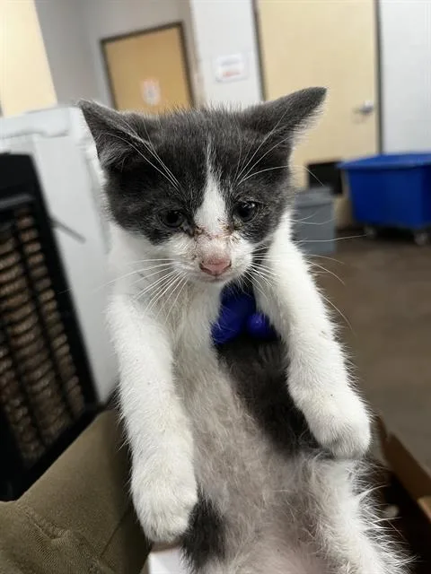 A baby medium-sized male Domestic Medium Hair cat named Shrimp for adoption in Dallas, TX