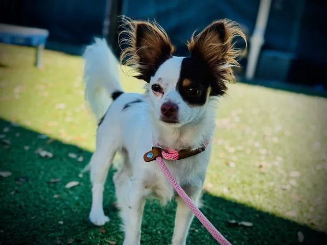 An adult small-sized male Papillon dog named Koda for adoption in Orlando, FL