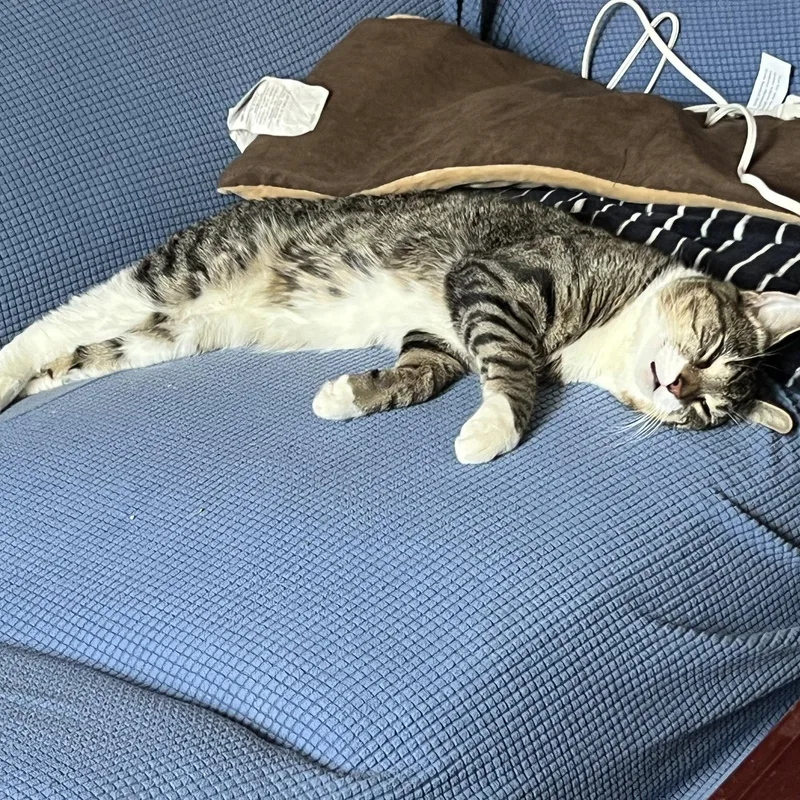 An adult medium-sized male Domestic Short Hair cat named Checkpoint for adoption in Brooklyn, NY