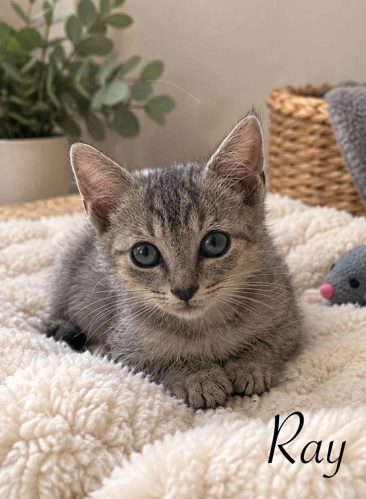 A baby medium-sized male Domestic Short Hair cat named Ray for adoption in Johnson City, TN