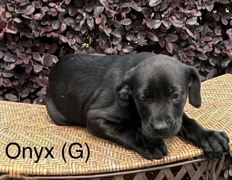 A baby medium-sized female Black Labrador Retriever dog named Onyx for adoption in Parma, OH