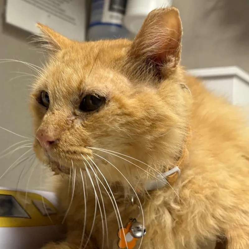 An adult medium-sized male Orange / Red Domestic Short Hair cat named Dusty for adoption in Yuma, AZ