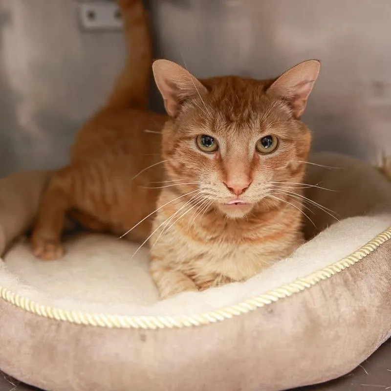 A young medium-sized male Orange & White Domestic Short Hair cat named Simba for adoption in Loogootee, IN