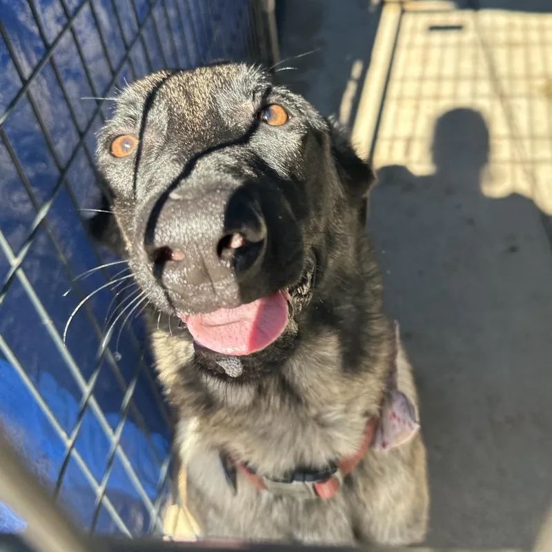 An adult medium-sized female Yellow / Tan / Blond / Fawn Belgian Shepherd / Malinois dog named Linda for adoption in Lake Jackson, TX