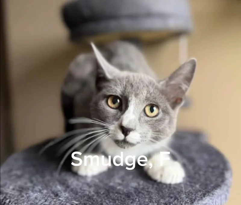 A baby medium-sized female Domestic Short Hair cat named Smudge for adoption in Shrewsbury, MA