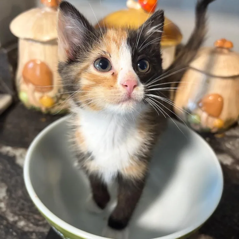 A baby small-sized female Calico Domestic Short Hair cat named Crimson for adoption in Springfield, IL