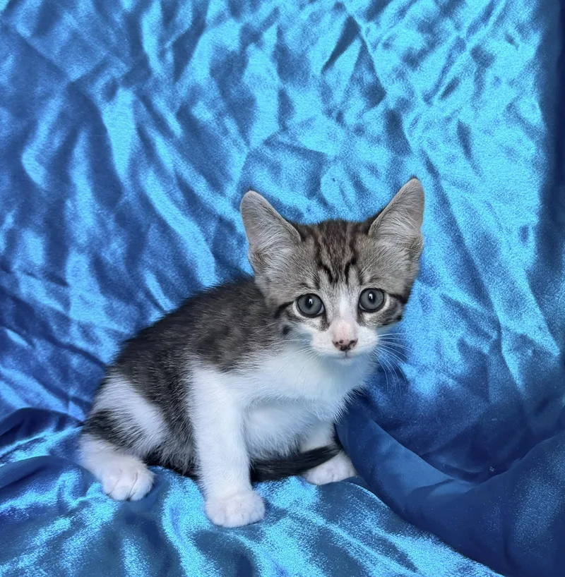 A baby medium-sized male Domestic Short Hair cat named Rocket for adoption in Rowland Heights, CA