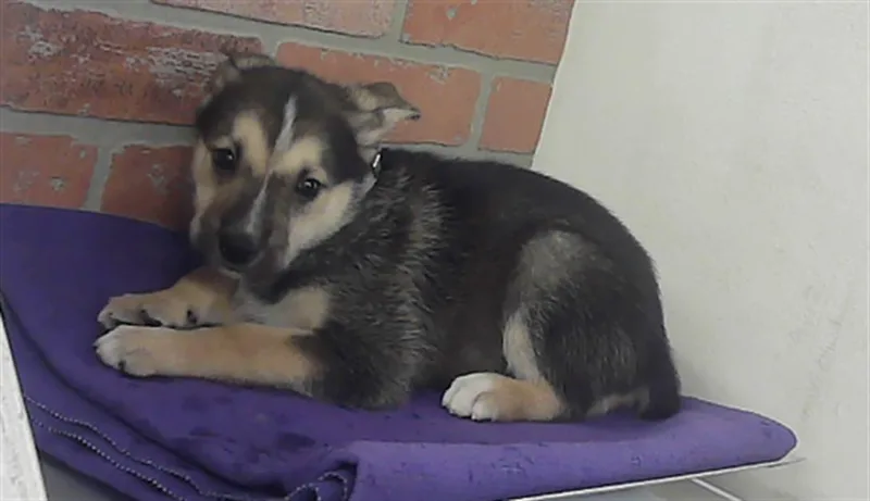 A baby small-sized female German Shepherd Dog dog named Betty for adoption in Houston, TX
