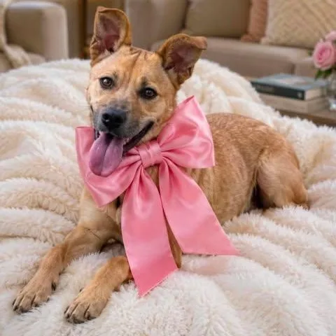 A young medium-sized female Golden Mixed Breed dog named Mitzy for adoption in Crosby, TX