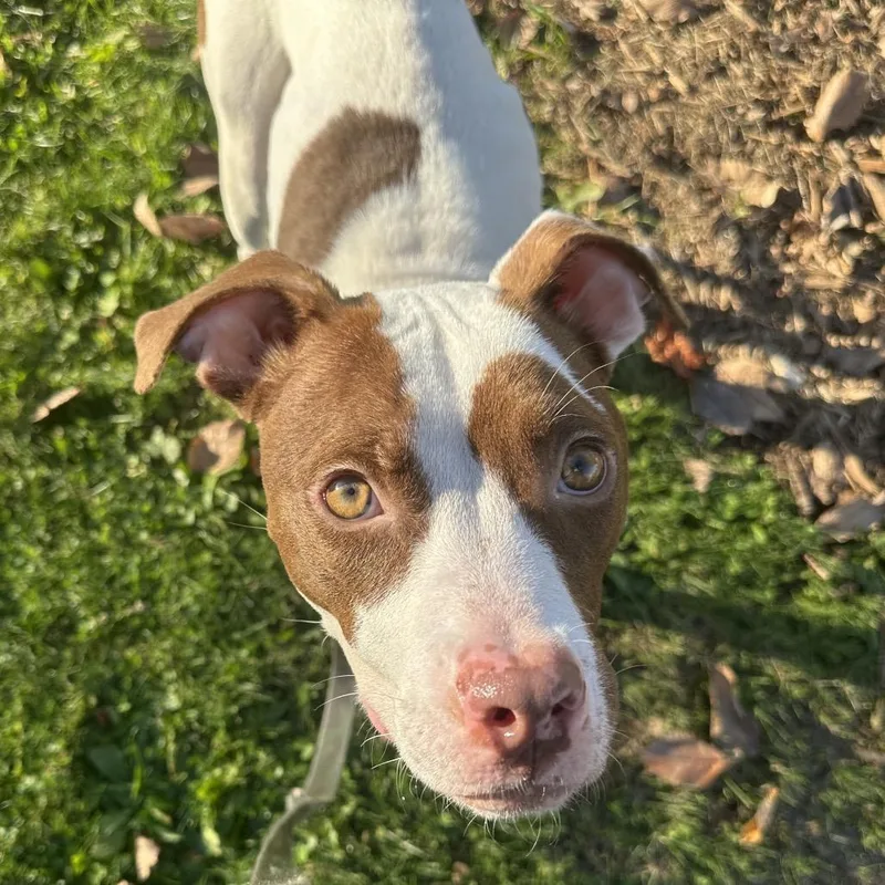 A young medium-sized female Brown / Chocolate Mixed Breed dog named Ella for adoption in Pittsburgh, PA