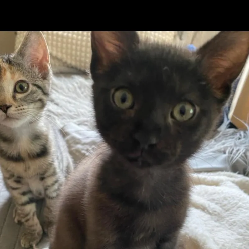 A baby medium-sized male Black Domestic Short Hair cat named Bandit for adoption in Omaha, NE