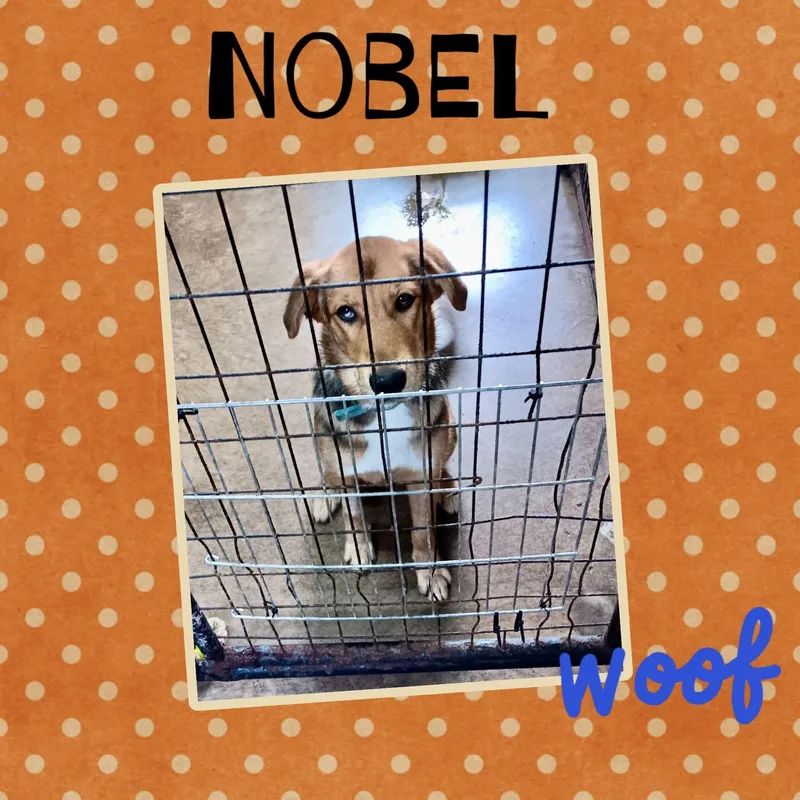 Nobel thumbnail 2