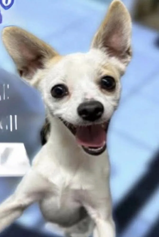 A baby small-sized male White / Cream Chihuahua dog named Picante for adoption in South Bend, IN