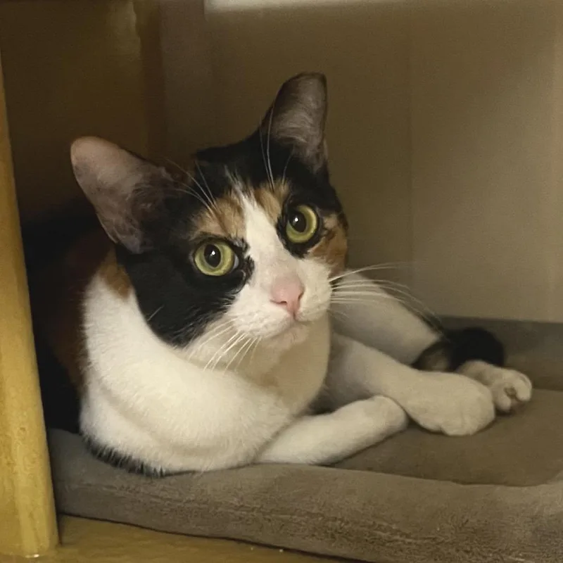 A young medium-sized female Calico Domestic Short Hair cat named Paradise for adoption in Las Vegas, NV