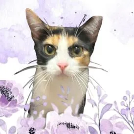 Paradise thumbnail 3