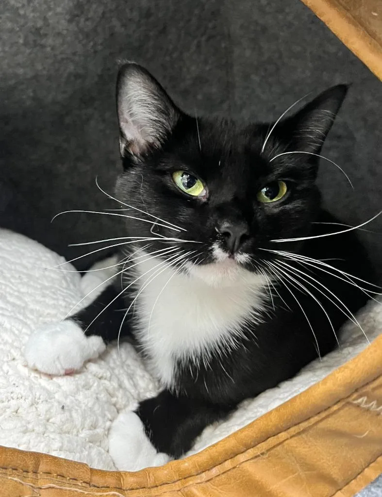 A young medium-sized female Domestic Short Hair cat named Sunny for adoption in Shorewood, IL