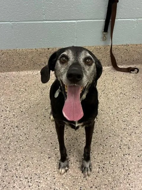 A senior large-sized male Plott Hound dog named Ammo for adoption in Brighton, CO